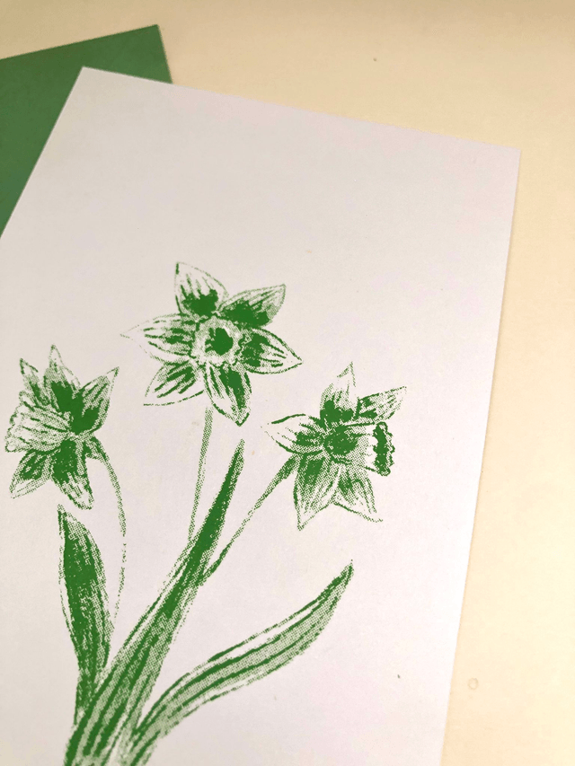 Carte postale, les jonquilles
